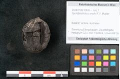 Foto (Objekt + Etikett) von Spondylostrobus smythii F.V. Mueller (NHMW-GEO-2024-0188-10406)